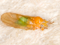 Cacopsylla cf. affinis
